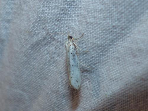 Yponomeuta sp.